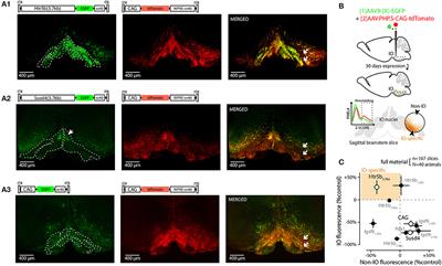 Designing AAV Vectors for Monitoring the Subtle Calcium Fluctuations of Inferior Olive Network in vivo